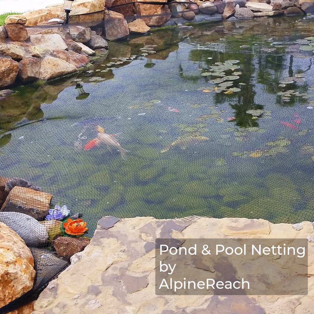 Preparing Koi Fish Pond for the Spring Season | AlpineReach